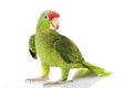 Mexican Red-headed Amazon Parrot