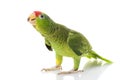 Mexican Red-headed Amazon Parrot Royalty Free Stock Photo