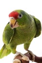 Mexican Red-headed Amazon Parrot Royalty Free Stock Photo