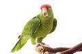 Mexican Red-headed Amazon Parrot Royalty Free Stock Photo