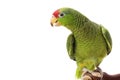 Mexican Red-headed Amazon Parrot Royalty Free Stock Photo