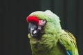 Mexican Red-headed tropical parrot on a brunch, zoo. birds. Colorful exotic birds Royalty Free Stock Photo