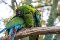 Mexican Red-headed tropical parrots on a brunch, zoo. Colorful exotic birds Royalty Free Stock Photo