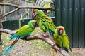 Mexican Red-headed tropical parrots on a brunch, zoo. Colorful exotic birds Royalty Free Stock Photo