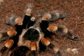 Mexican red knee tarantula