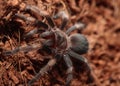 Mexican Red Knee Tarantula