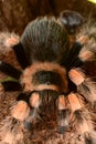 Mexican red knee tarantula (Brachypelma smithi) Royalty Free Stock Photo