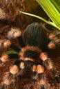 Mexican red knee tarantula (Brachypelma smithi)