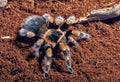 Mexican red knee tarantula