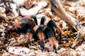 Mexican Red Leg Tarantula