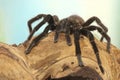 Mexican red rump tarantula, Brachypelma vagans