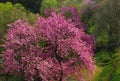 Mexican Redbud Tree Springtime Blossoms. Cercis siliquastrum