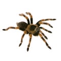 Mexican redknee tarantula Royalty Free Stock Photo