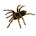 Mexican redknee tarantula Royalty Free Stock Photo