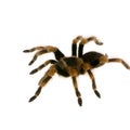 Mexican redknee tarantula Royalty Free Stock Photo