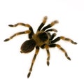 Mexican redknee tarantula Royalty Free Stock Photo