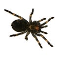 Mexican redknee tarantula