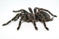 Mexican redknee tarantula Brachypelma smithi isolated on white background Royalty Free Stock Photo