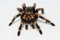 Mexican redknee tarantula Brachypelma smithi isolated on white background Royalty Free Stock Photo