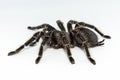 Mexican redknee tarantula Brachypelma smithi isolated on white background Royalty Free Stock Photo