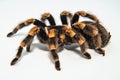 Mexican redknee tarantula Brachypelma smithi isolated on white background Royalty Free Stock Photo