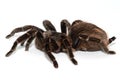 Mexican redknee tarantula Brachypelma smithi isolated on white background Royalty Free Stock Photo