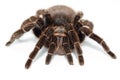 Mexican redknee tarantula Brachypelma smithi isolated on white background Royalty Free Stock Photo