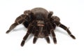 Mexican redknee tarantula Brachypelma smithi isolated on white background Royalty Free Stock Photo