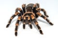 Mexican redknee tarantula Brachypelma smithi isolated on white background Royalty Free Stock Photo