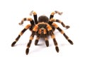 Mexican redknee tarantula Brachypelma smithi, spider female