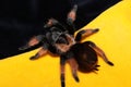 Colorful tarantula spider Brahipelma Emilia on a lush dark yellow background Royalty Free Stock Photo