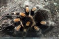 Mexican redknee tarantula (Brachypelma smithi). Royalty Free Stock Photo