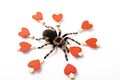 Mexican redknee tarantula female spider. Spider Tarantula brachypelma smithi on white background Royalty Free Stock Photo