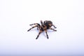 Mexican redknee tarantula female spider. Spider Tarantula brachypelma smithi on white background. Halloween concept Royalty Free Stock Photo