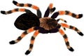 Mexican redknee tarantula illustration