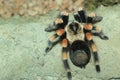 Mexican redknee tarantula Royalty Free Stock Photo