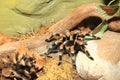 Mexican redknee tarantula