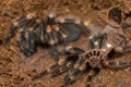 Mexican redknee tarantula shedding it`s skin, Brachypelma smithi Royalty Free Stock Photo