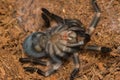 Mexican redknee tarantula shedding it`s skin, Brachypelma smithi Royalty Free Stock Photo