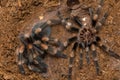 Mexican redknee tarantula shedding it`s skin, Brachypelma smithi