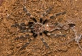 Mexican redknee tarantula shedding it`s skin, Brachypelma smithi Royalty Free Stock Photo