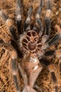 Mexican redknee tarantula shedding it`s skin, Brachypelma smithi Royalty Free Stock Photo