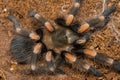 Mexican redknee tarantula shedding it`s skin, Brachypelma smithi Royalty Free Stock Photo