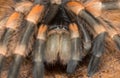 Mexican redknee tarantula shedding it`s skin, Brachypelma smithi Royalty Free Stock Photo