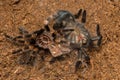 Mexican redknee tarantula shedding it`s skin, Brachypelma smithi Royalty Free Stock Photo