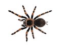 Mexican Redknee tarantula on white