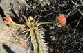 Mexican Rose Royalty Free Stock Photo