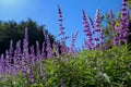 Mexican Sage Bush Royalty Free Stock Photo