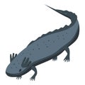 Mexican salamander icon, isometric style