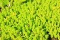 Mexican Sedum Royalty Free Stock Photo